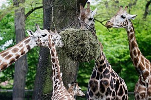 Hamburg Zoo Baby Animals Inventory