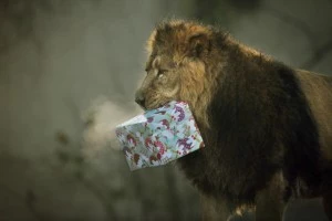 Animals Recieve Christmas Treats At London Zoo