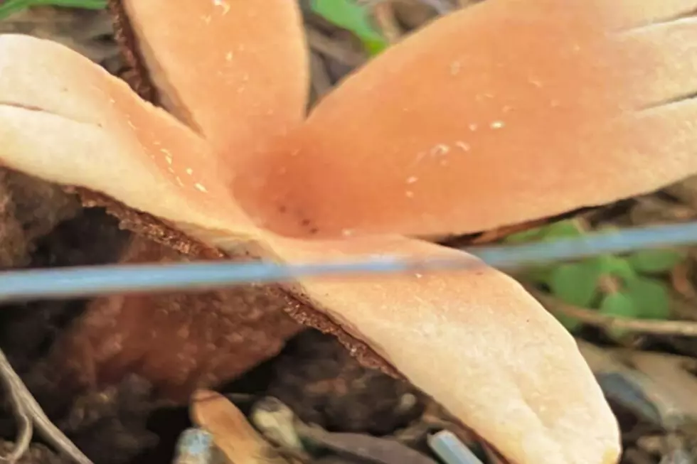 Listen. The Texas State Mushroom Hisses When It Blooms